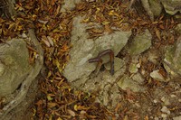 *播磨富士 秋の明神山 Cコース~Aコース* 兵庫100山