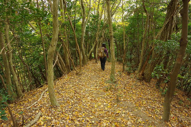 *播磨富士 秋の明神山 Cコース~Aコース* 兵庫100山 *播磨富士 秋の明神山 Cコース~Aコース* 兵庫100山