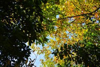 *播磨富士 秋の明神山 Cコース~Aコース* 兵庫100山