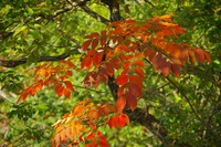 *播磨富士 秋の明神山 Cコース~Aコース* 兵庫100山