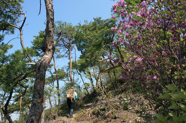 * 一等三角点の山 千丈寺山 * 兵庫100山 * 一等三角点の山 千丈寺山 * 兵庫100山