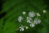 * 上高地の花々 夏 8月 *