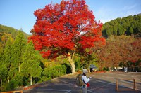 *京都一周トレイル* その弐 上桂~高雄~高山寺