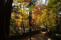 *京都一周トレイル* その弐 上桂~高雄~高山寺
