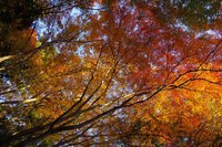 *京都一周トレイル* その弐 上桂~高雄~高山寺