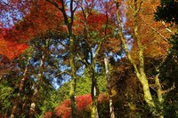 *京都一周トレイル* その弐 上桂~高雄~高山寺