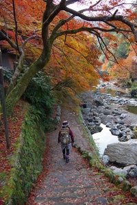 ＊秋の紅葉　京都1周トレイル　その四　＊　西山コース