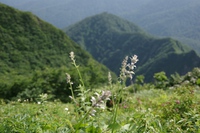 * お花畑を求めて・・大山ユートピア 三鈷峰 * 7月中旬編