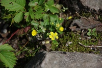 * お花畑を求めて・・大山ユートピア 三鈷峰 * 7月中旬編