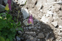 * お花畑を求めて・・大山ユートピア 三鈷峰 * 7月中旬編