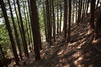 * はしごハイク 青倉山 * 兵庫100山