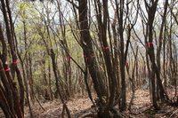 * はしごハイク 青倉山 * 兵庫100山