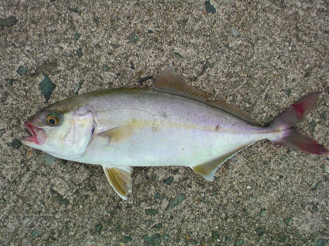 道草の釣り