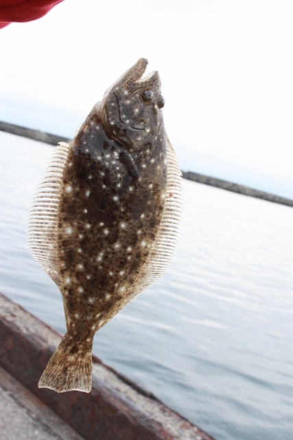 今年の釣り始めは乙浜港・・^∀^