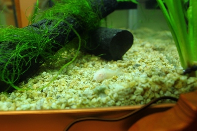 水槽の模様替え∀