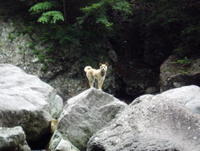 栃木県箒川支流小蛇尾川(2004・7・24~25)