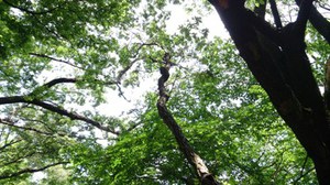 古賀志山(初夏)