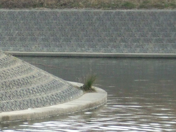 埼玉A川　例の水門（20080127）