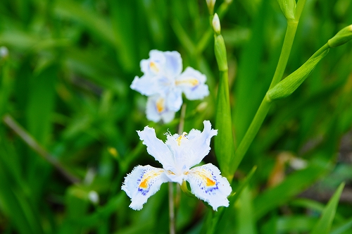 朽木にて