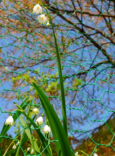 朽木にて