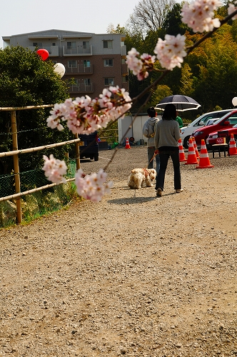 お花見と震災復興チャリティーイベント