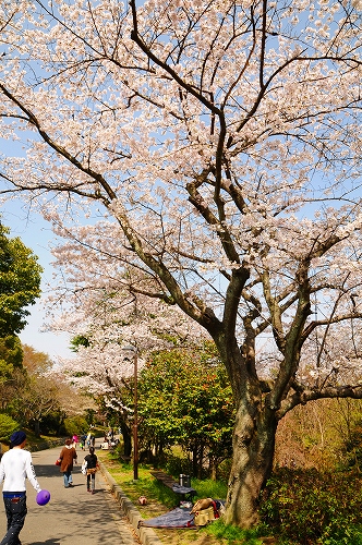 お花見と震災復興チャリティーイベント