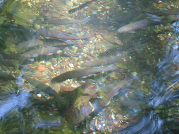 マス釣り