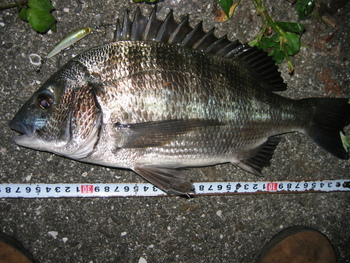 続・日食の夜