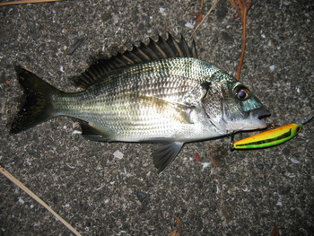 小物釣師