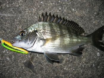 小物釣師
