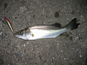 小物釣師