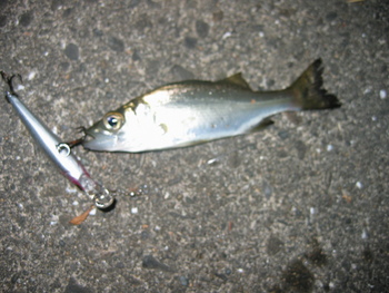 小物釣師