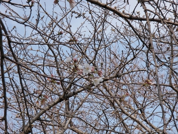 開花