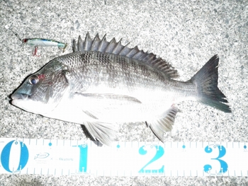 Vol.64