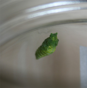 味附海苔??