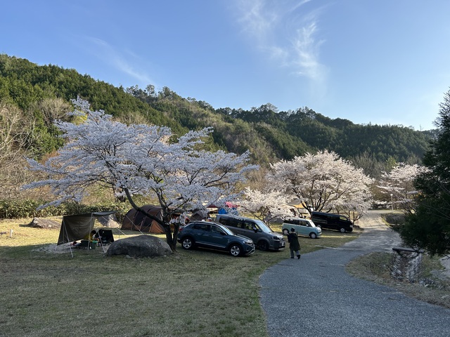 2024年初!桜を求めて〜黒木キャンプ場 2024年初!桜を求めて〜黒木キャンプ場