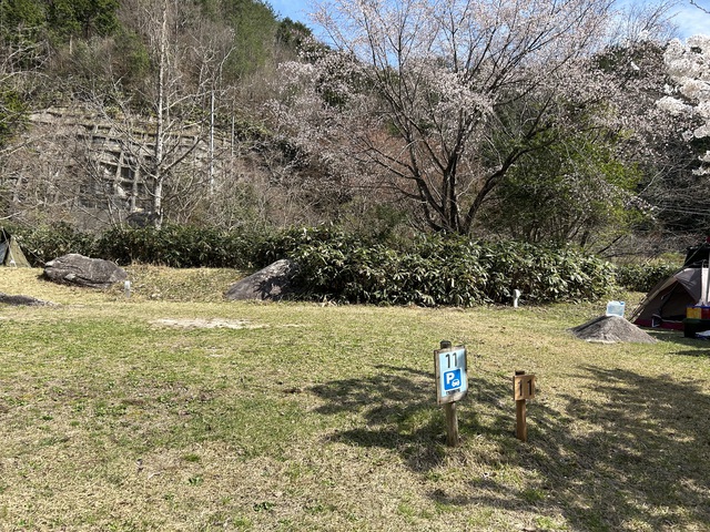 2024年初!桜を求めて〜黒木キャンプ場 2024年初!桜を求めて〜黒木キャンプ場