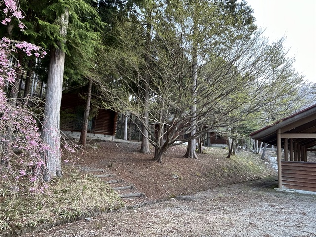 2024年初!桜を求めて〜黒木キャンプ場 2024年初!桜を求めて〜黒木キャンプ場