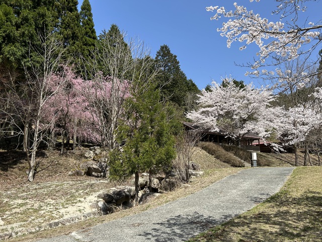 2024年初!桜を求めて〜黒木キャンプ場 2024年初!桜を求めて〜黒木キャンプ場