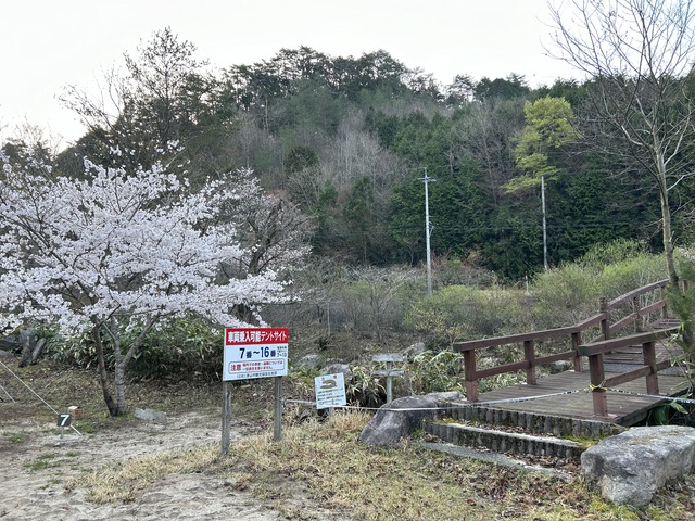 2024年初!桜を求めて〜黒木キャンプ場 2024年初!桜を求めて〜黒木キャンプ場