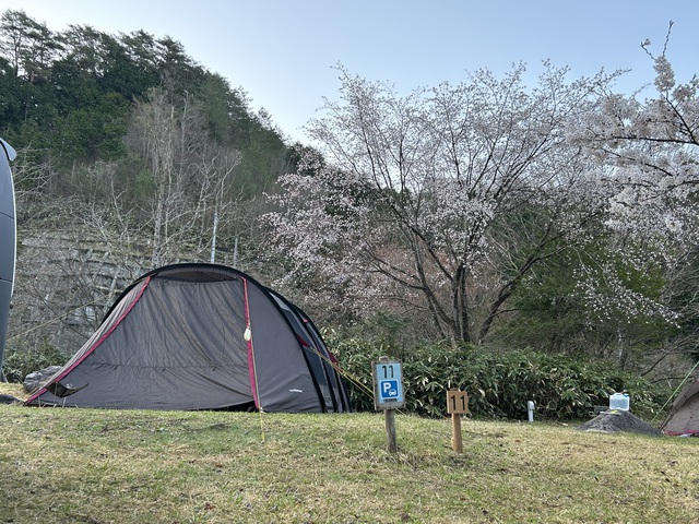 2024年初!桜を求めて〜黒木キャンプ場 2024年初!桜を求めて〜黒木キャンプ場