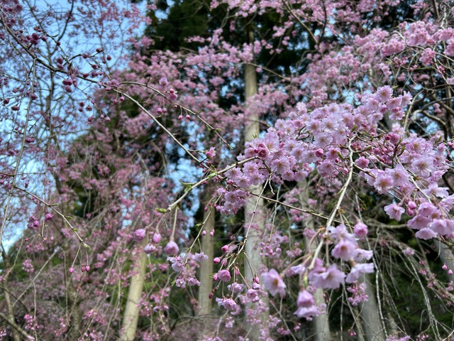 2024年初!桜を求めて〜黒木キャンプ場 2024年初!桜を求めて〜黒木キャンプ場