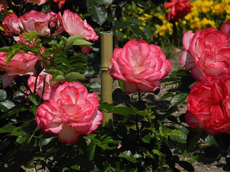 鶴舞公園-薔薇 鶴舞公園-薔薇