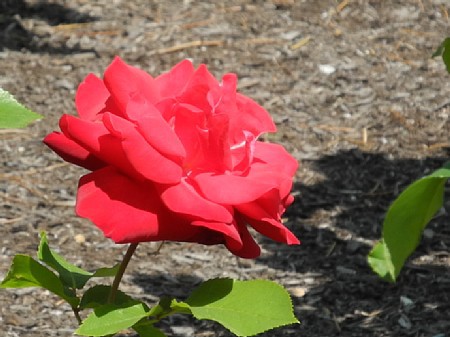 鶴舞公園-薔薇 鶴舞公園-薔薇