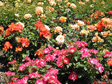 鶴舞公園-薔薇 鶴舞公園-薔薇