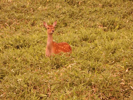 ニッコウキスゲを見に・・・大失敗 ニッコウキスゲを見に・・・大失敗