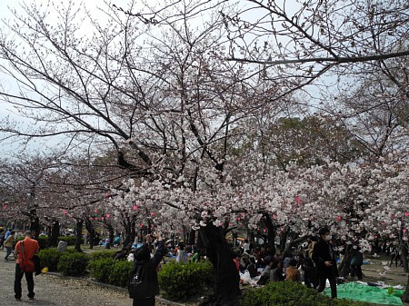 2019年 鶴舞公園(名古屋) 桜情報 2019年 鶴舞公園(名古屋) 桜情報