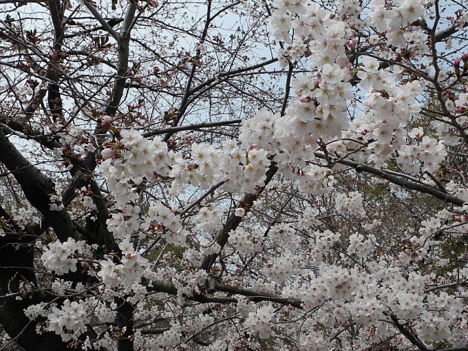 2019年 鶴舞公園(名古屋) 桜情報 2019年 鶴舞公園(名古屋) 桜情報