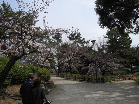 2019年 鶴舞公園(名古屋) 桜情報 2019年 鶴舞公園(名古屋) 桜情報