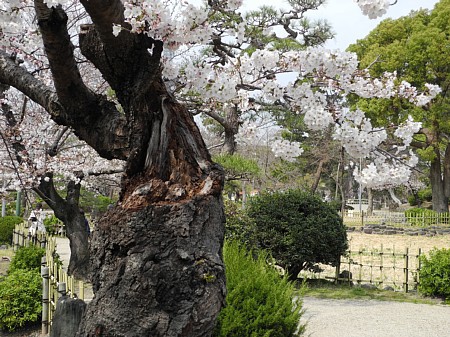 2019年 鶴舞公園(名古屋) 桜情報 2019年 鶴舞公園(名古屋) 桜情報